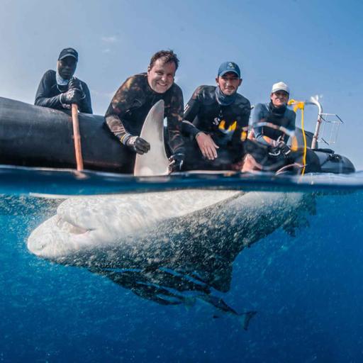 WW436: Bullenhaie in der Blauen Savanne – Lukas Müller über Hai-Forschung in Mosambik