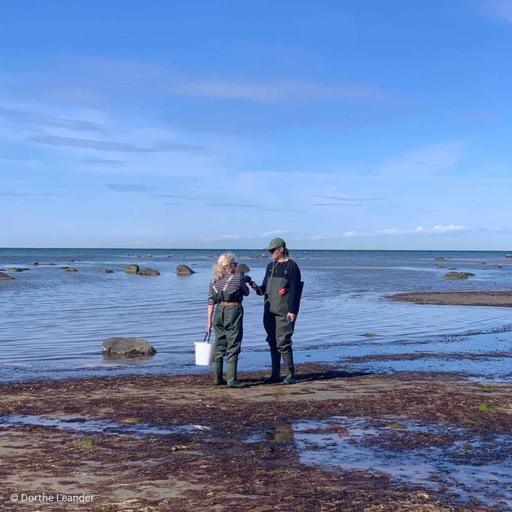 WW435: Von Salzsiedern, Seegrasdächern und starken Frauen – unterwegs auf der dänischen Insel Læsø mit Miriam Menz