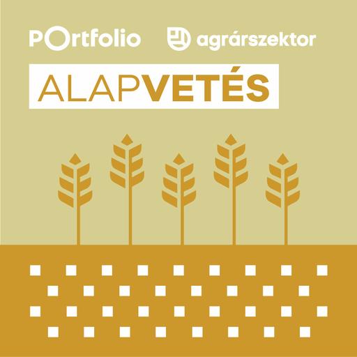 Temessük a magyar kukoricát? Már ott tartunk, hogy importra szorul az ország