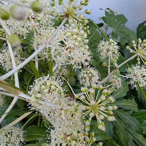 Meterse en un jardín | Plantas parásitas