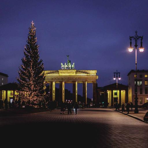 Die Gemeine Golf-Fichte