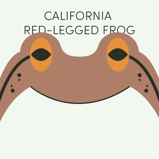 California Red-Legged Frog | Week of November 17th