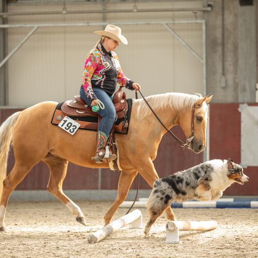 Saddle up with your Aussie- Horse & Dog Trail Competitions
