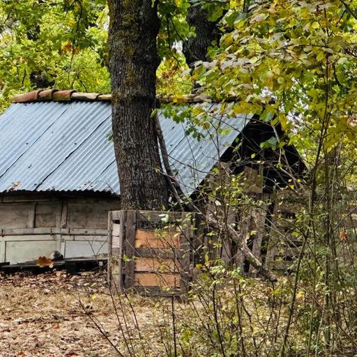 La famiglia nel bosco
