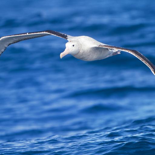 Snowy Albatross: Master of the Southern Ocean Skies