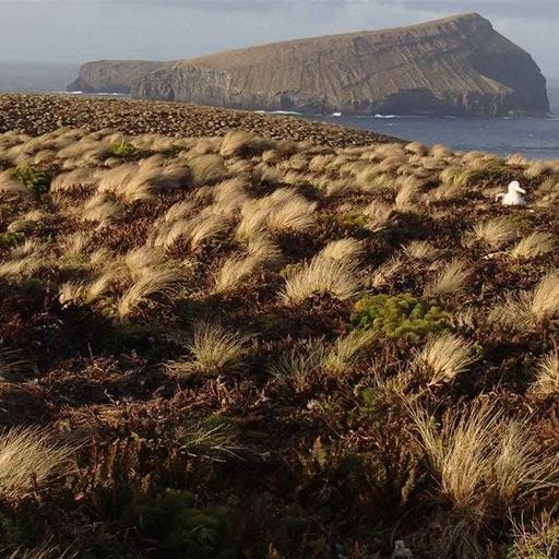 Rescuing the Antipodes: How Rodent Eradication Saved an Island Ecosystem