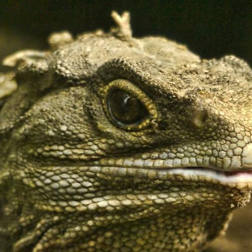 Tuatara: A Window Into the Age of Dinosaurs