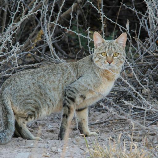 Our Cats’ Wild Origins: The African Wildcat