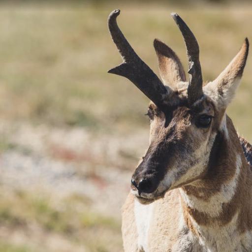 Pronghorn: North America’s Speed Champion Revisited