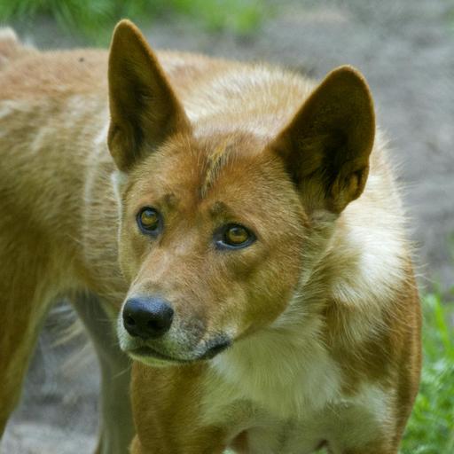 Dingo: Australia’s Wild Guardian