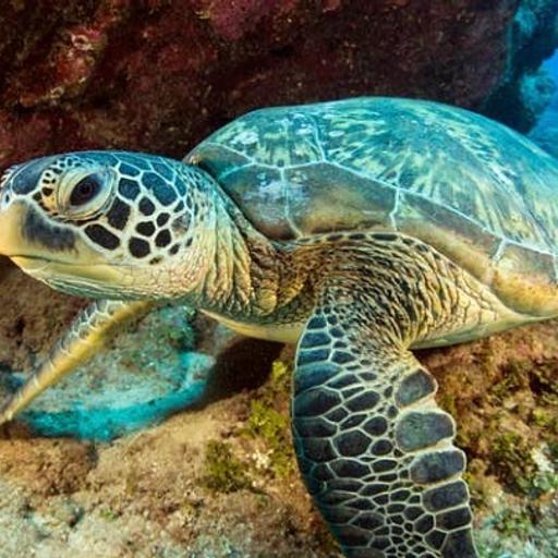 Green Sea Turtles Give Us Hope