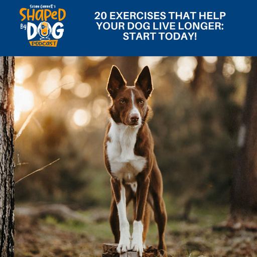 20 Exercises That Help Your Dog Live Longer: Start Today! #317