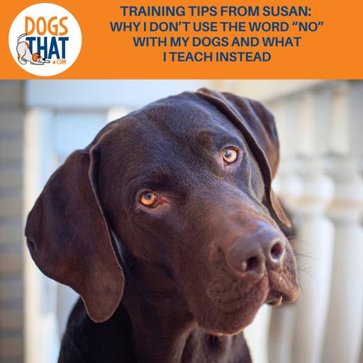 Training Tips From Susan: Why I Don't Use The Word "No" With My Dogs And What I Teach Instead