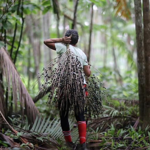 Revisited: How to save the Amazon episode two: the magic and mystery