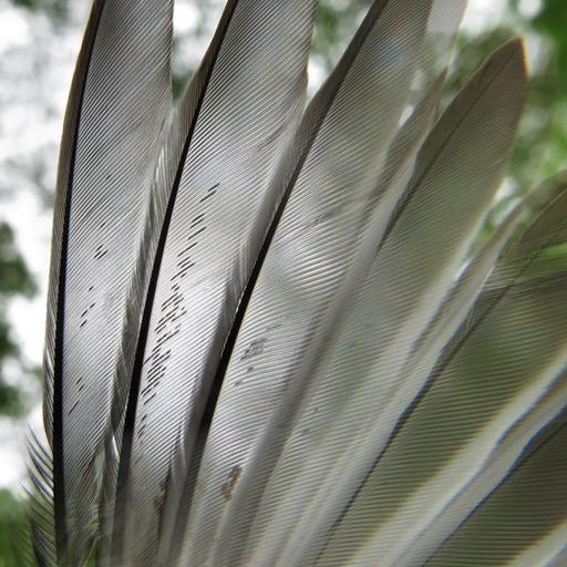 Ep. 77 - Mite-y Cool: The Amazing, Unseen World of Feather Mites