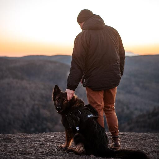 99. Why Relationship Alone Won't Replace Training Your Dog
