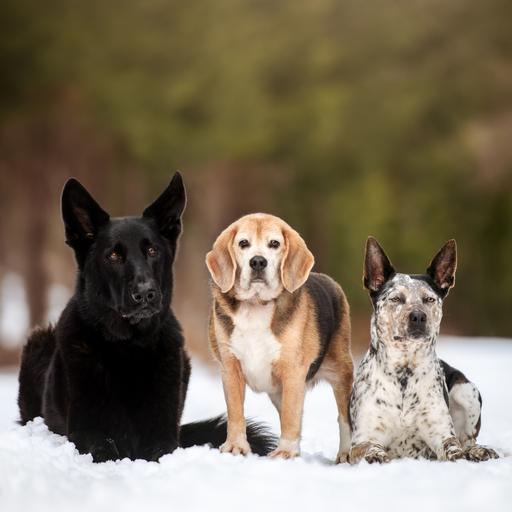 97. The #1 Mistake in Multi Dog Households