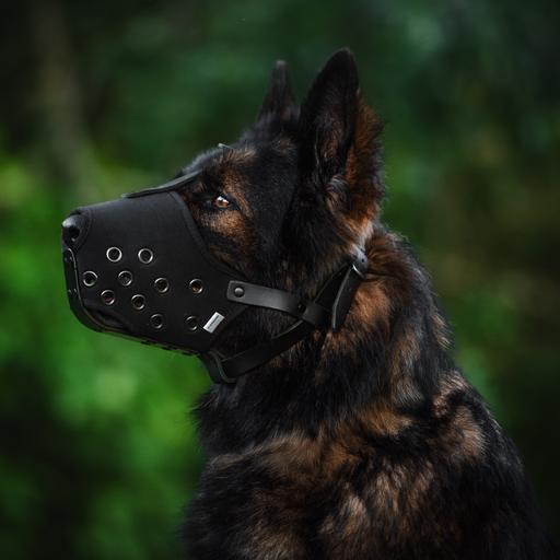 93. 10 Must-Haves Every Reactive Dog Owner Need