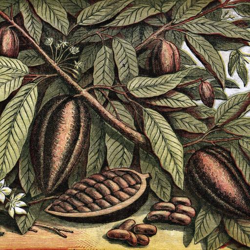 The Bitter History of Chocolate