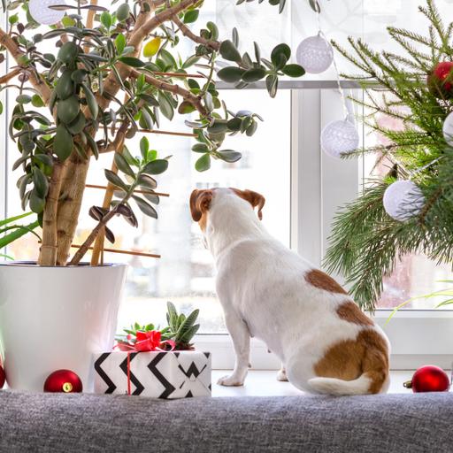 Which holiday plants are naughty or nice? Here's a list to keep kids and pets safe