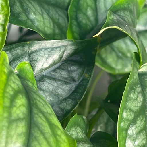 Episode 301 - Changing Dirt? Change your care!