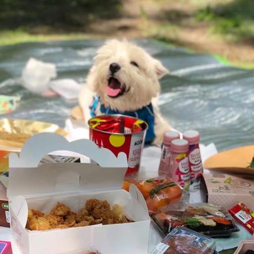 爱犬被毒死案后续：今日宣判，被告获刑 4 年 | 故事重播