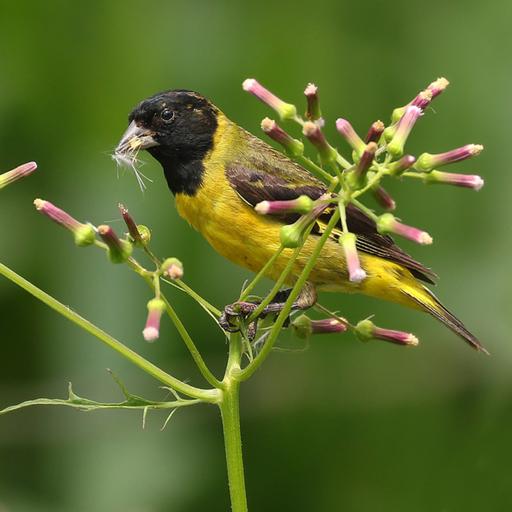 Pintassilgo canta e encanta com habilidade de imitar