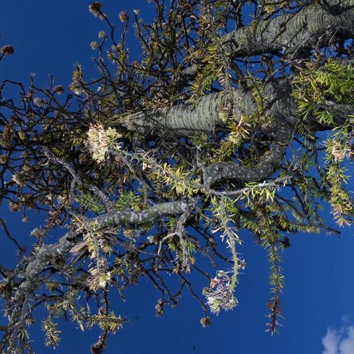 Estado de Hidalgo Rants