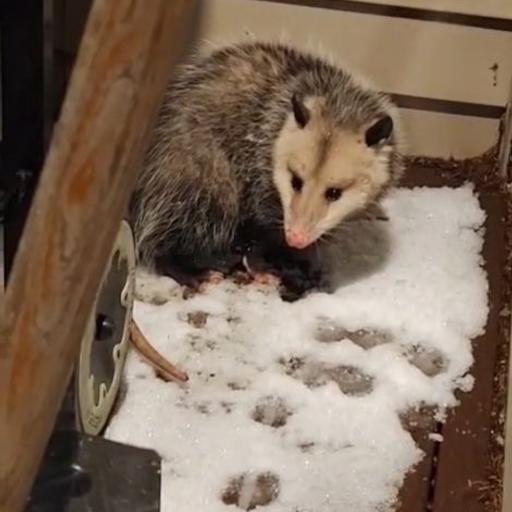 Episode 92: playing possum?