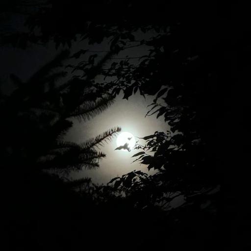 What Is Spiritual Practice: A conversation between Abdi Assadi and Rebecca Conran CHHC