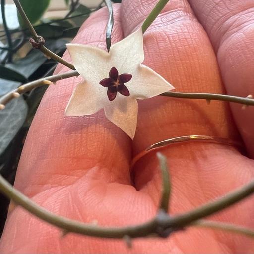 Episode 305 - Hoya blooming variables and what actually counts as science