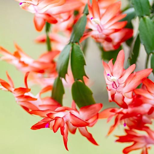 Episode 303 - Asking Good Questions and Drought Recovery