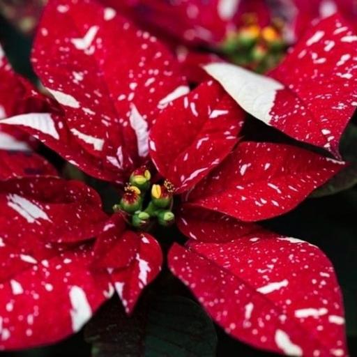 Episode 302 - Cuetlaxochitl care! (aka poinsettia - Euphorbia pulcherrima)