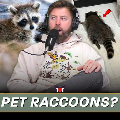 Why Raccoons Are Quietly Becoming the Next Exotic Pet