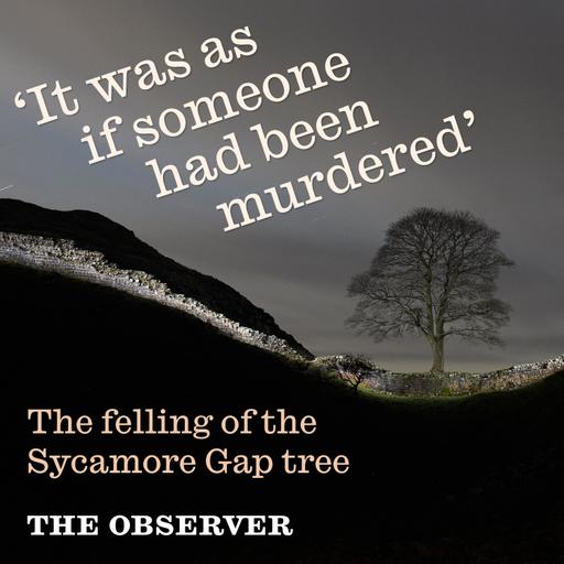 Sycamore Gap: felling of a tree