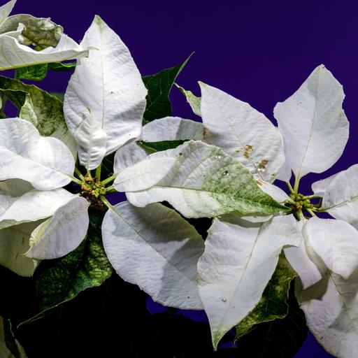 Holiday poinsettias come in red, white, orange, yellow or freckled