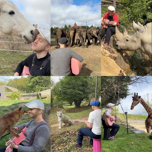 Animals & The Healing Power of Music