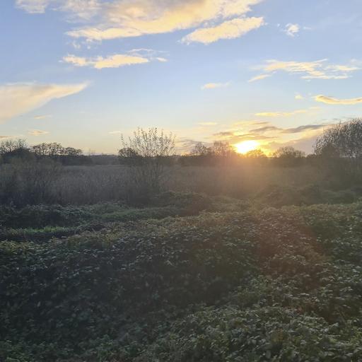 Sound Escape 253. Hear the voices of a million starlings going to roost