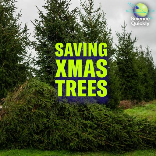 The Quest for Climate-Ready Christmas Trees