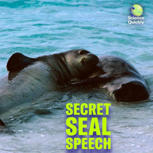 The Hidden Voices of Monk Seals