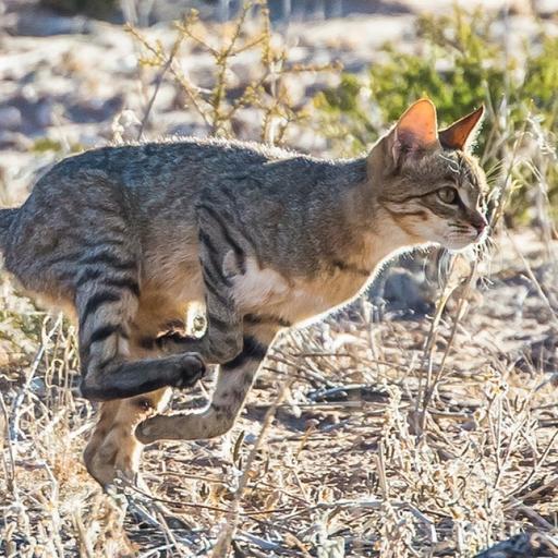 Aparici en Órbita s08e16: La domesticación de los gatos