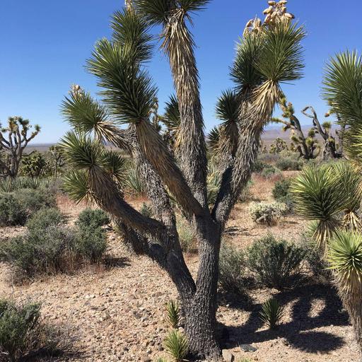 Forest Fires and Desert Fires