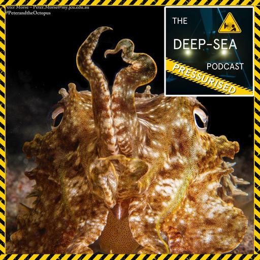 PRESSURISED: 064 – Cephstravanganza with Professor Kat Bolstad