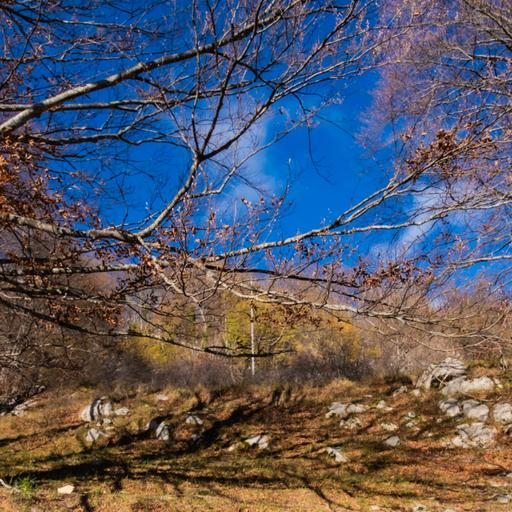 254: Pros and Cons of Using AI as Therapy