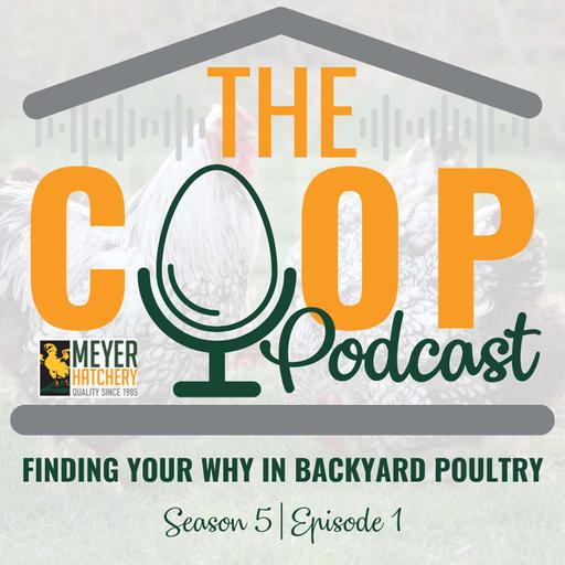 Why We Raise Chickens, Finding Your Why in Backyard Poultry