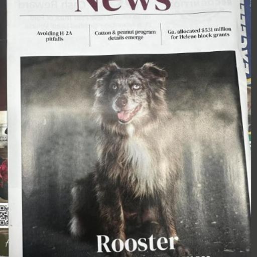 The Australian Shepherd That Replaced Four Cowboys