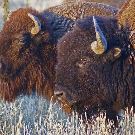 Bison Brought Back From the Brink