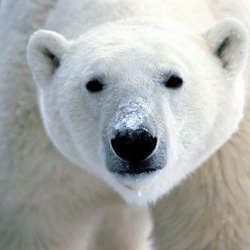 Polar Bears: Eight Years On, What Have We Learned?