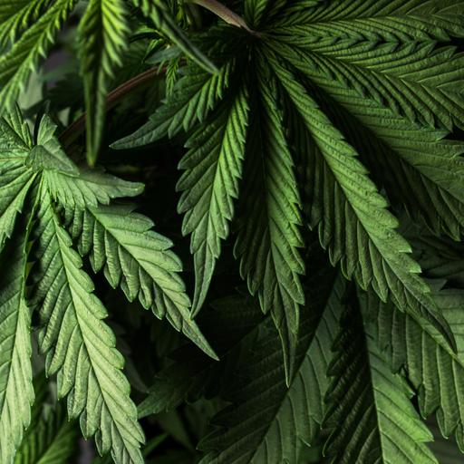 Cannabis Related Emergencies