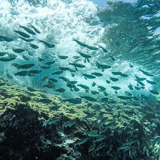 Mare: istruzioni per l'uso